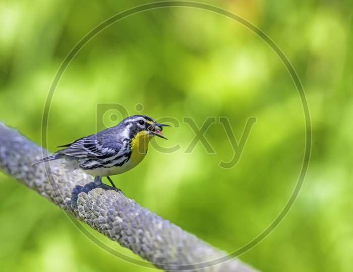 yellow-throated warbler Eating A Big Spider, One Of Their Favorite Meals