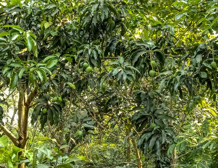 Raw Mangoes Hanging From Trees In Mango Garden Nadia West Bengal