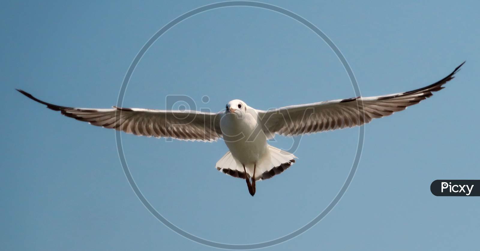 A Seagull during its flight