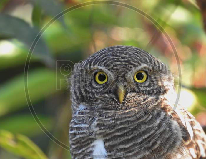 Owl (Asian barred owlet) close up head looking intensely