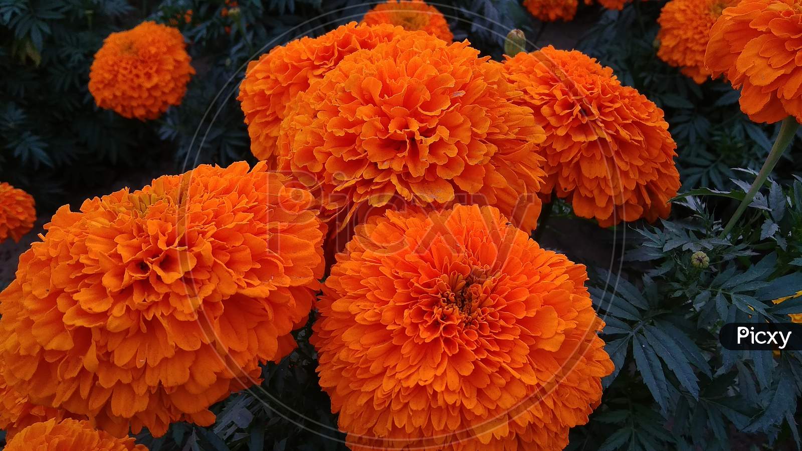 Orenge english marigold petal flowering plant in focus