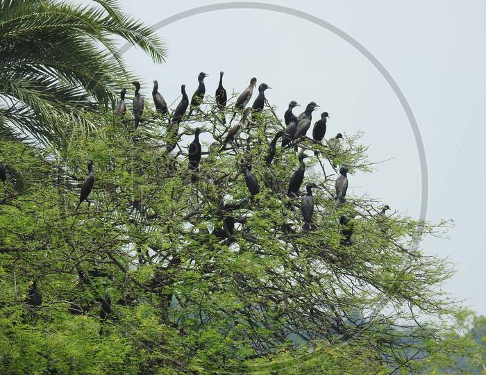 Waterbirds (Great cormorant) sitting on a tree in the group