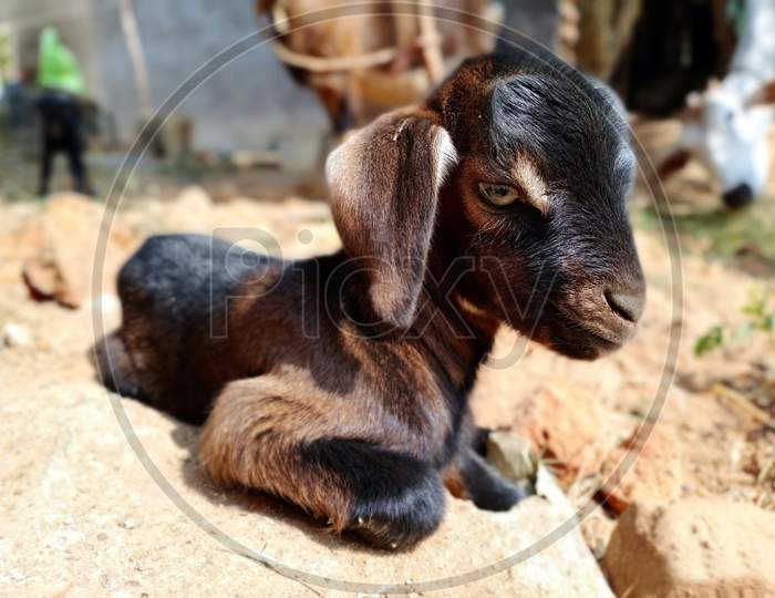 Beautiful Indian Goat Kid