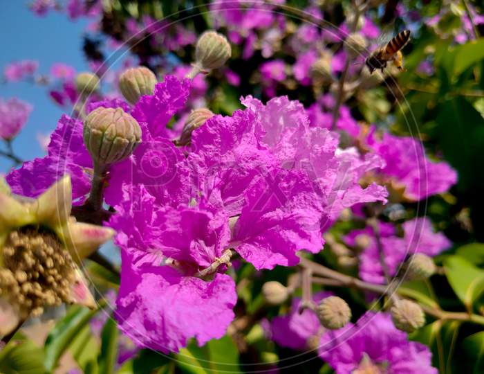 Crepe myrtle In spring of South India it showing it's beauty, and the honey bee doing his work, he is too busy to collecting honey
