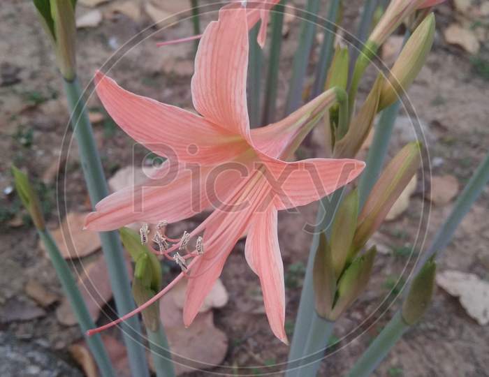 Lily hippeastrum botany flowering plant in selective focus