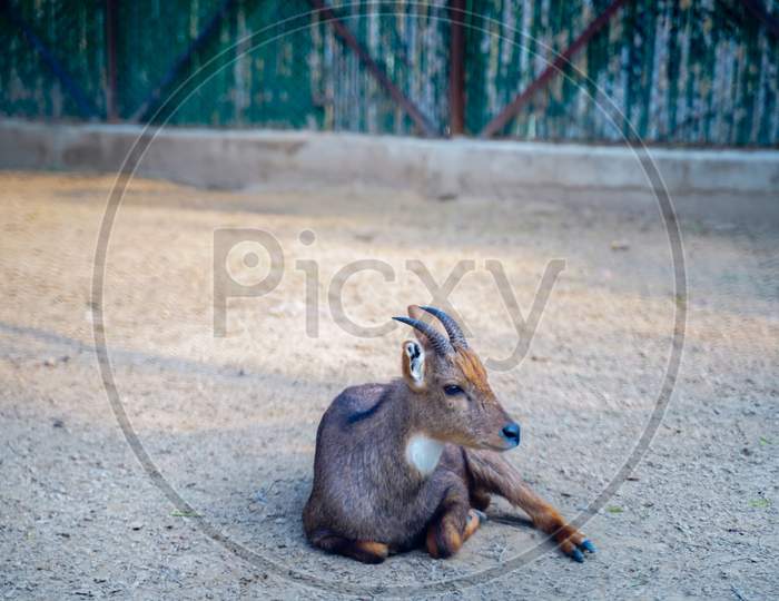 The chital or cheetal or Indian Deer Jaunt in the zoo. A Pic from National Zoological Park Delhi.