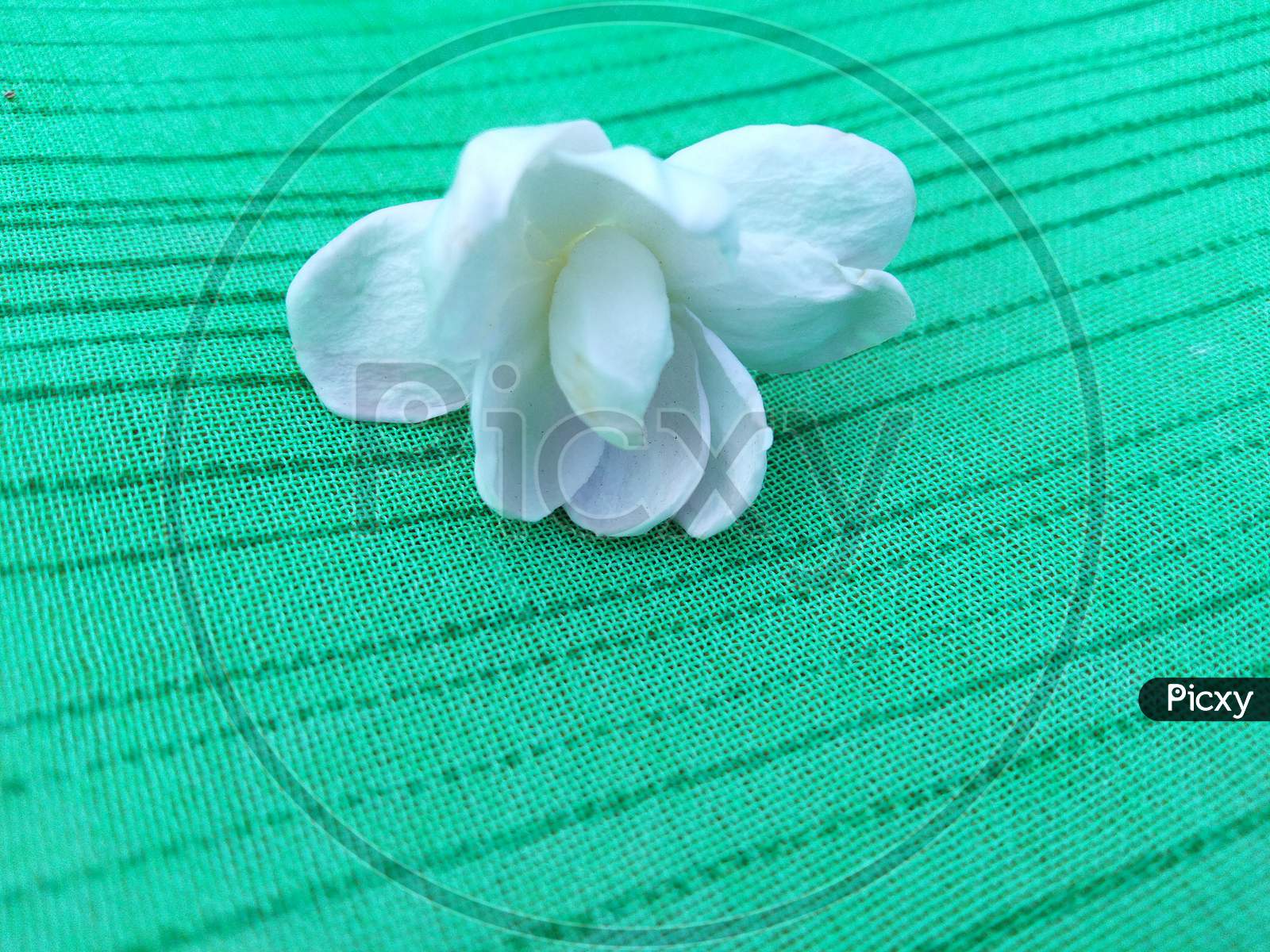 White Jasmine flower in home clothing