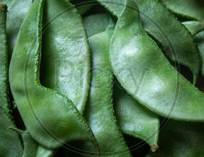 Close View Of Indian Broad Bean (Also Known As Vicia Faba) Which Is Rich In Protein.