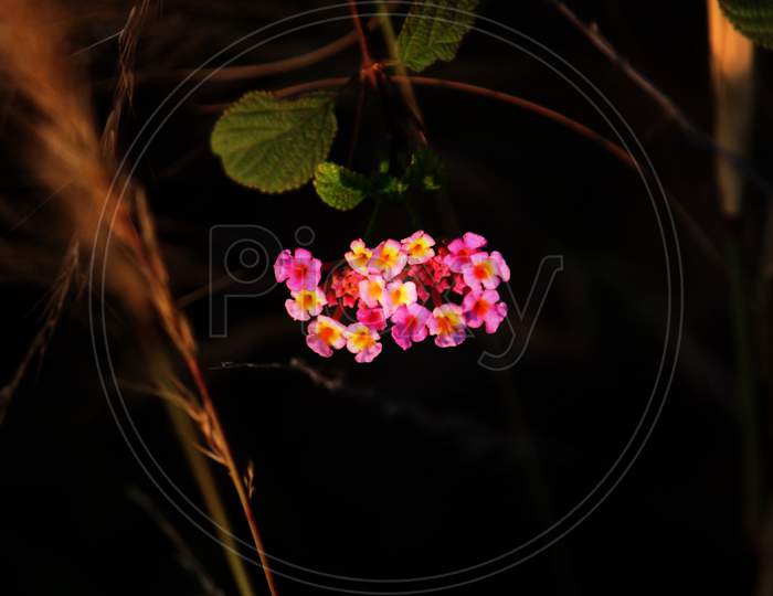 Closeup look of a beautiful flower with black background