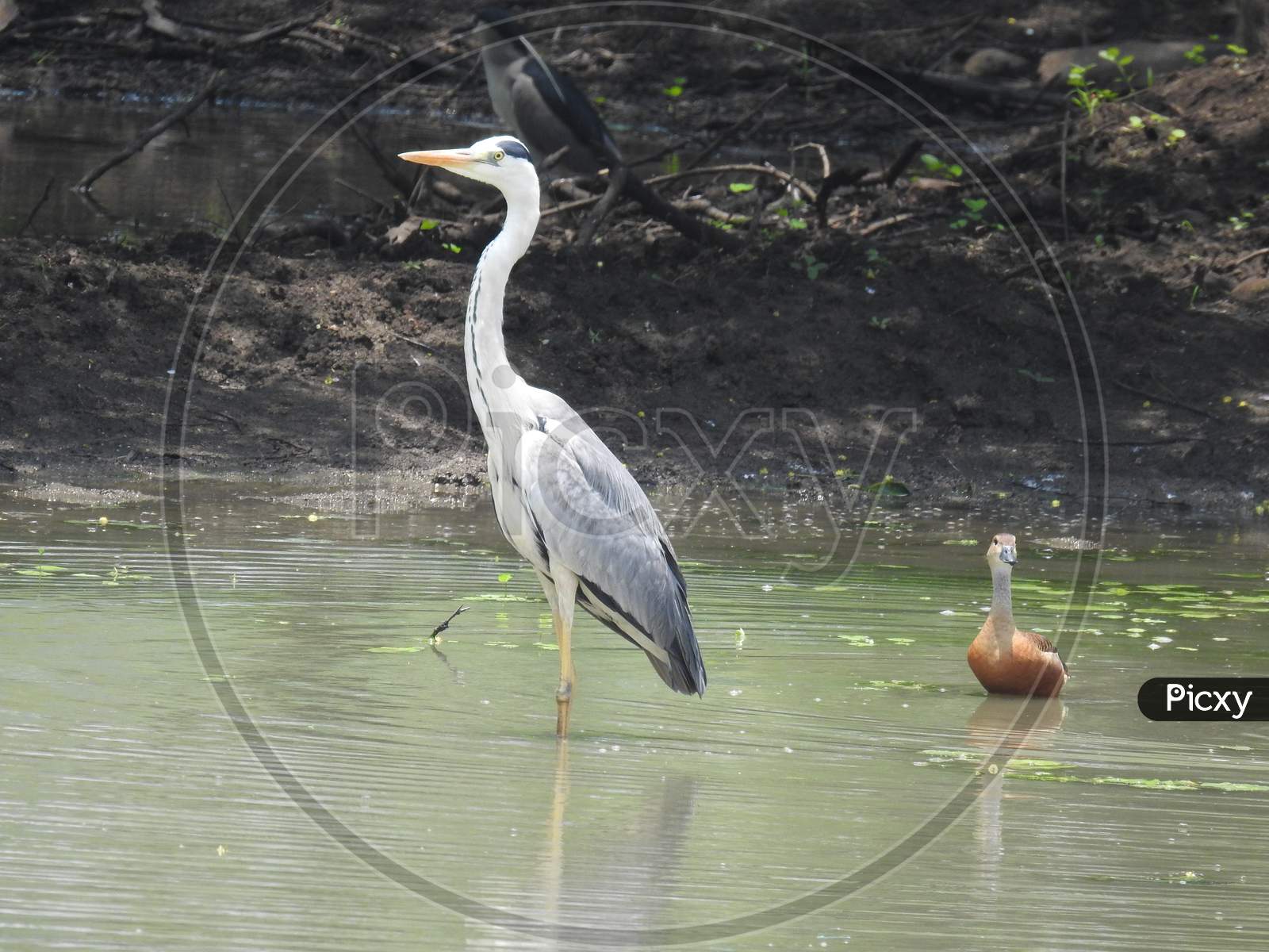 Great blue heron on the land and water