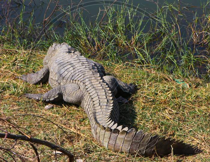 Crocodile sunbathing on the sides of a lake