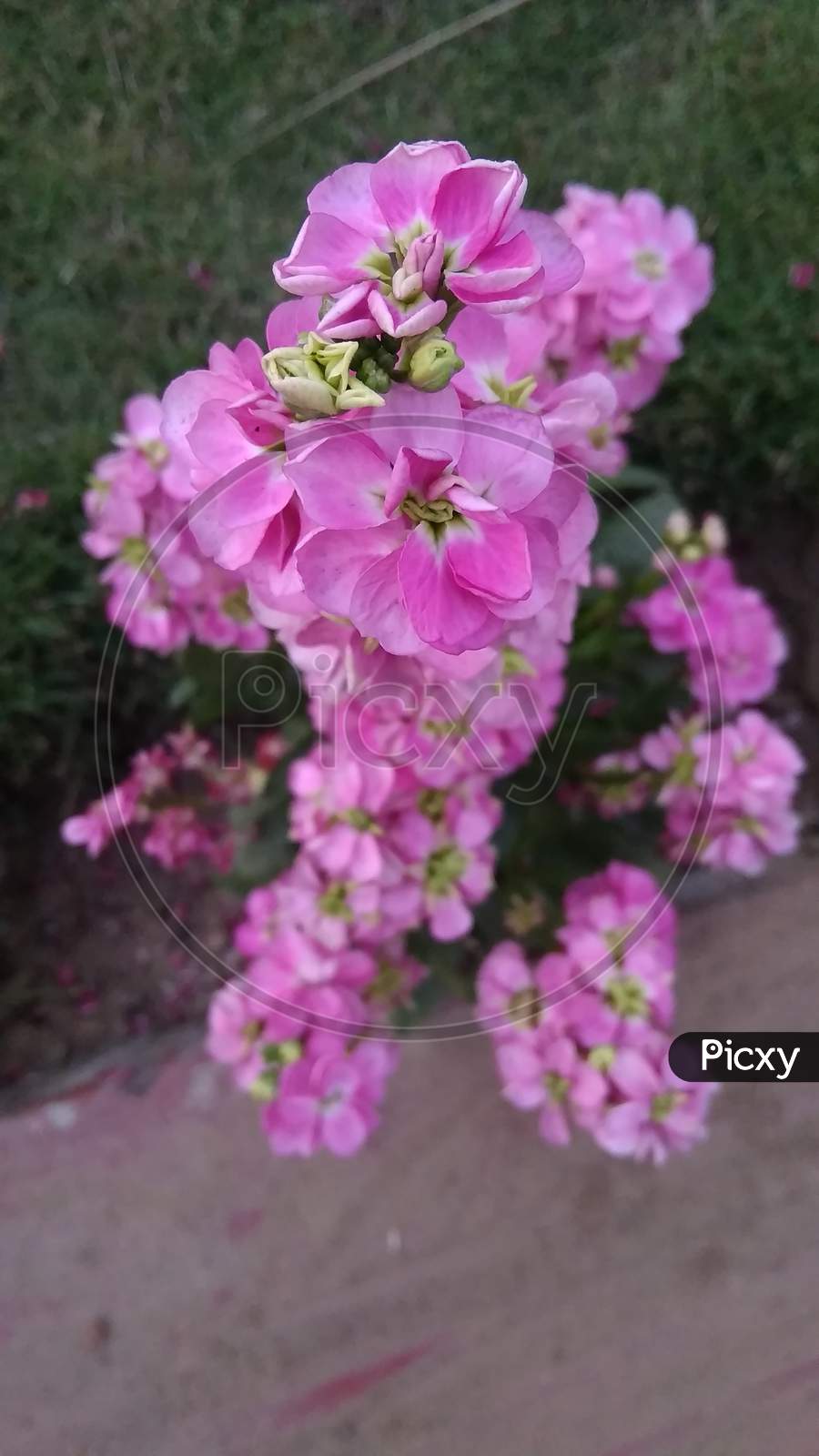 Pink blossom garden phlox flower plant in front of camera focus