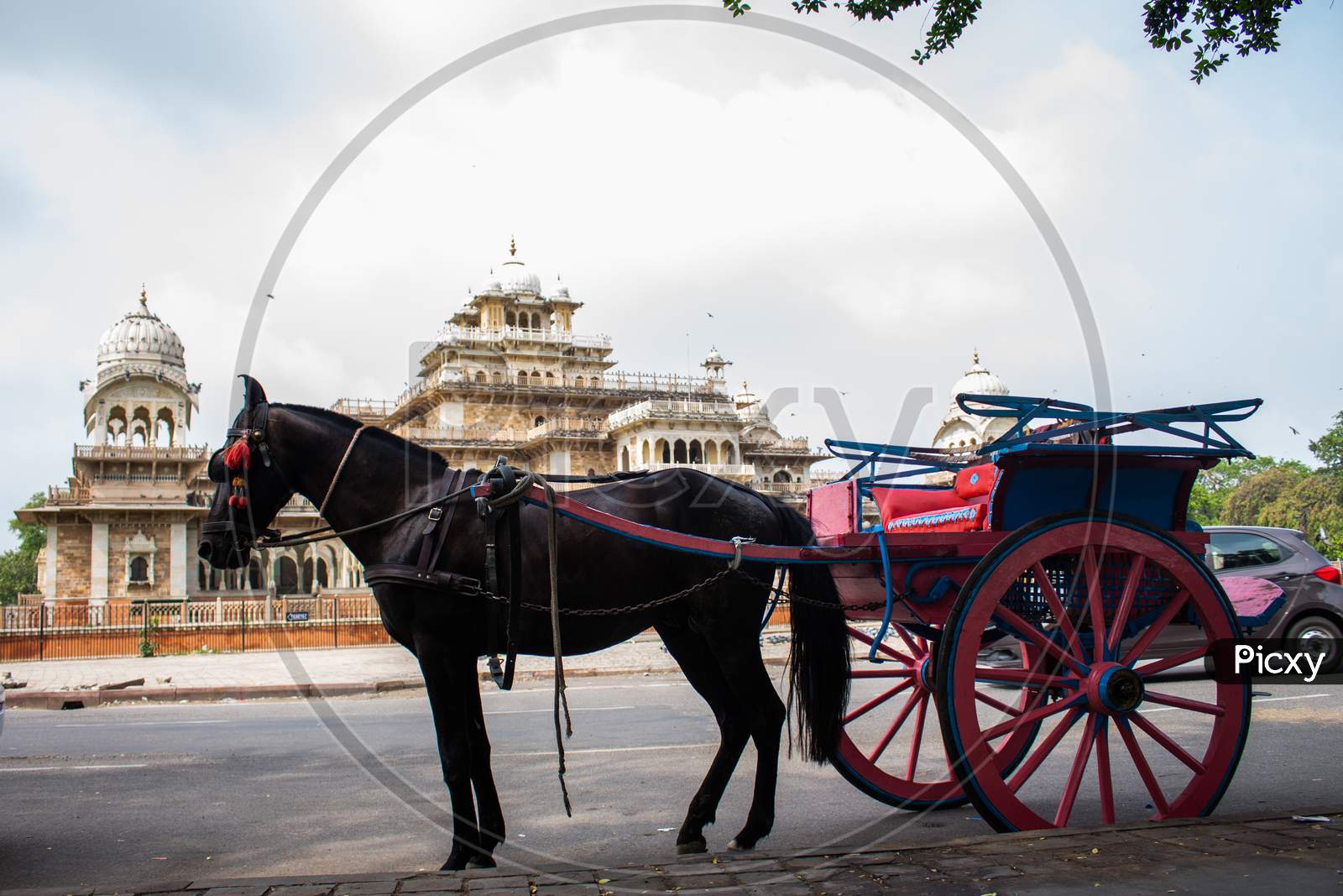 A horse with carriage near albert hall museum jaipur