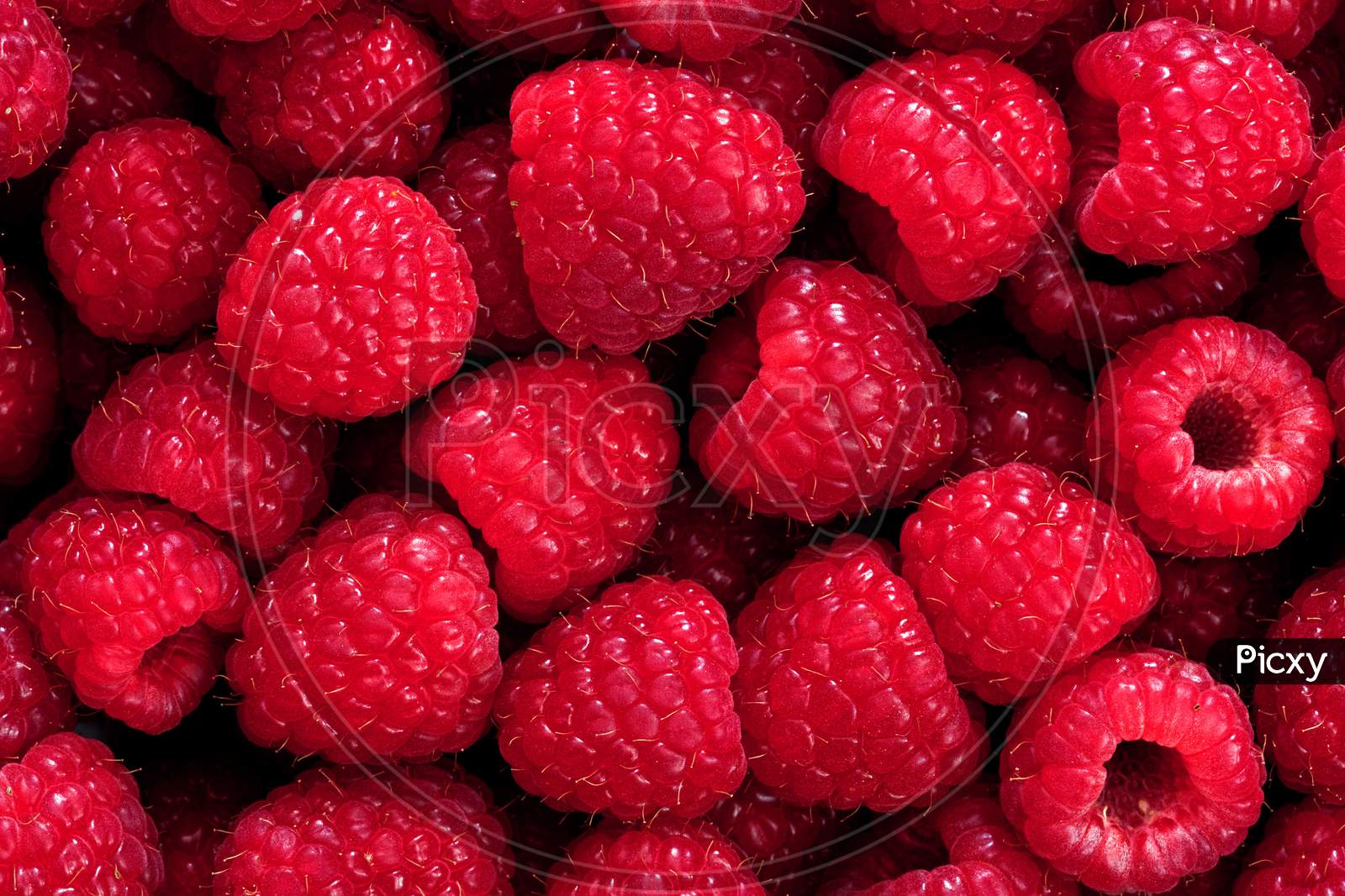 Beautiful Photo Of Ripe And Tasty Raspberries. Macro Shot Of Raspberries. 