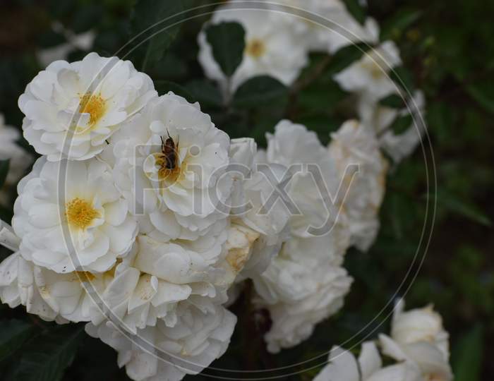 Wildflower (white rose)