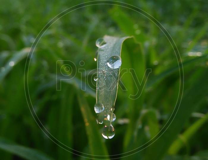 Leaf holds water drops