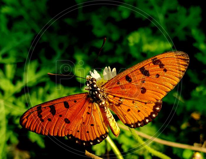beautiful butterfly acraea terpsicore on green background