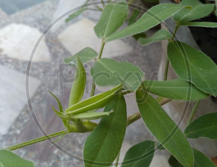 A small peanuts plant in garden