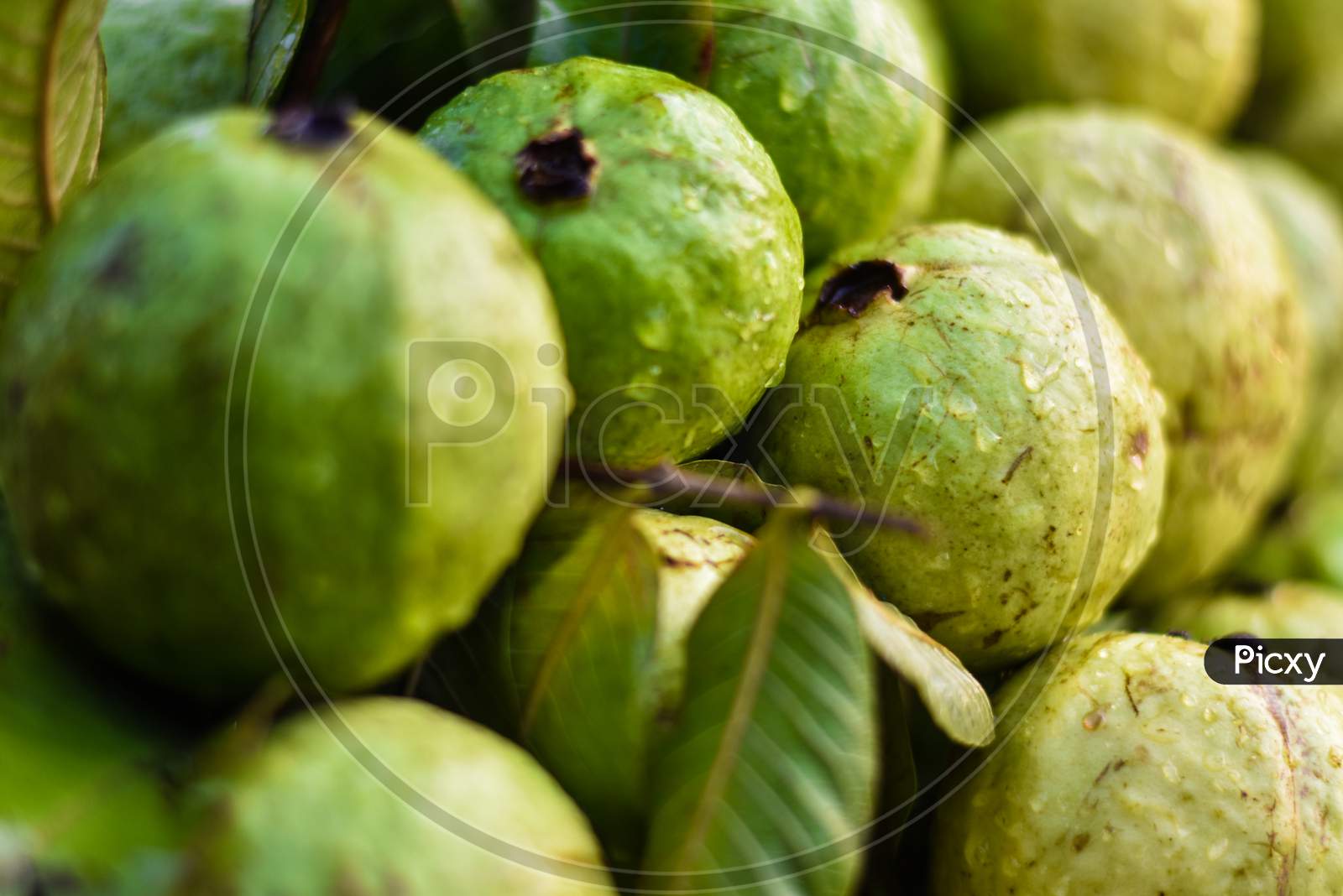 Indian fresh guava fruits on a street fruits market