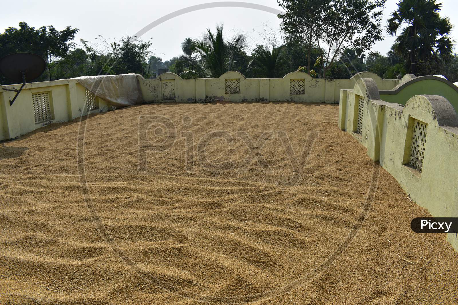 Paddy Seeds Spread In Ground To Dry Under Open Sunlight
