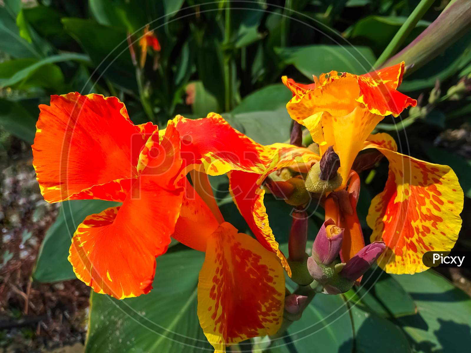 Indian canna lily flower