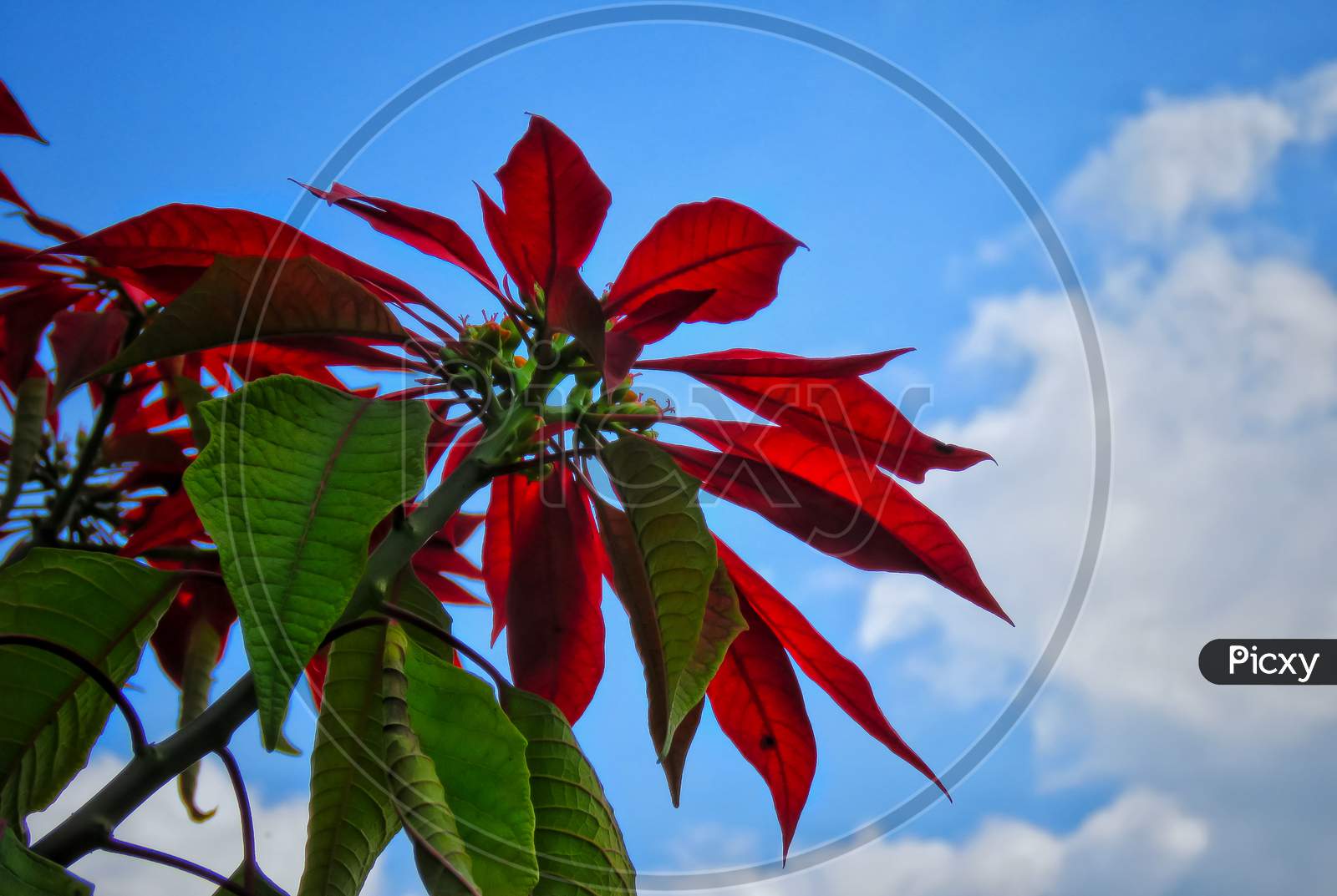 Beautiful Red Flower Against Blue Sky.