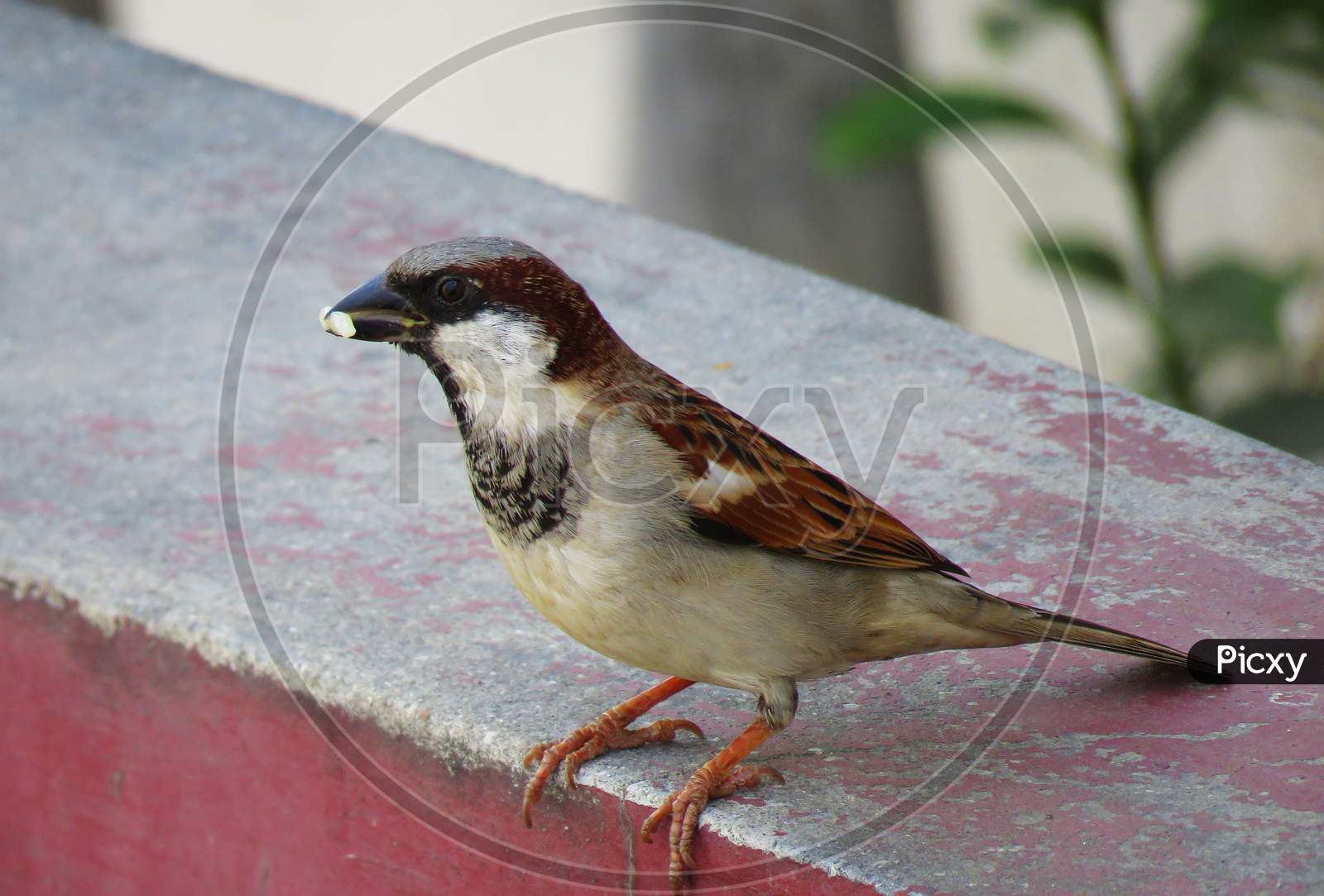 Beautiful sparrow having food with details.