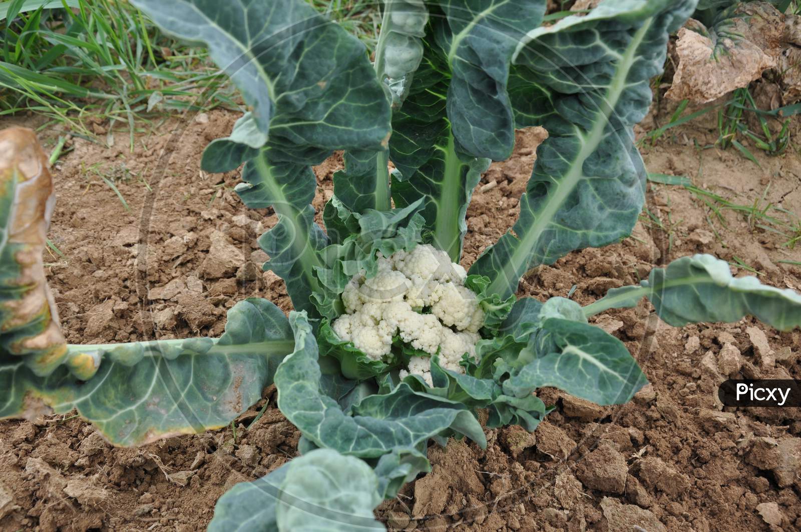 Whiptail in Cauliflower