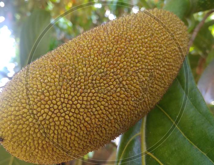 Mulberry family jackfruit in selective focus with blur background