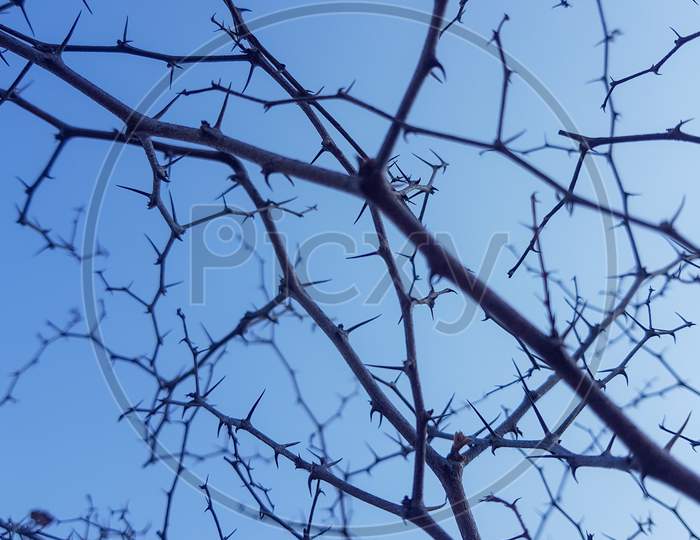 dry tree branches forest on blue sky