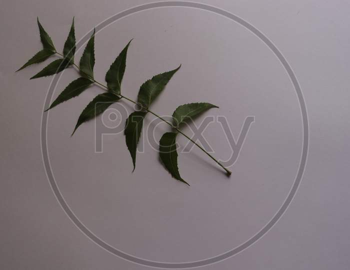 Ayurvedic herbs, Azadirachta indica or neem leaves and neem leaf juice. And branches on a white background.