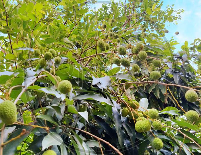 Liche fruits hanging on tree.