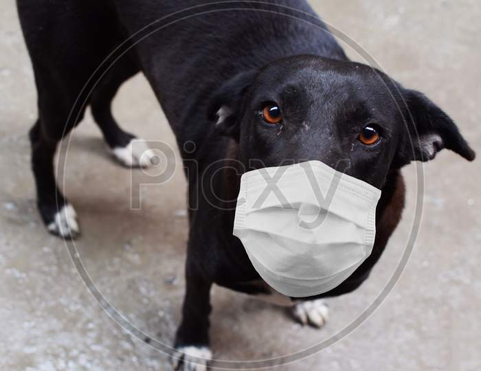 Stray dog with mask