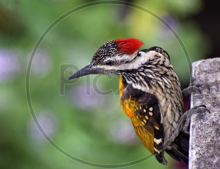 A gorgeous black rumped flameback or lesser golden backed woodpecker bird with a blurred background.