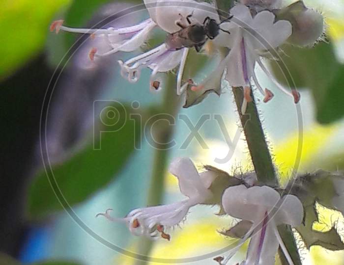 White flower of basil