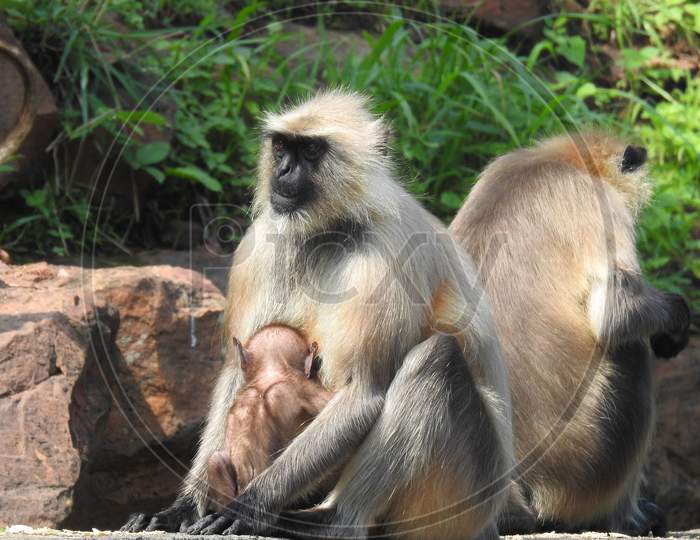 Langoor mother and with baby, sitting on the rock