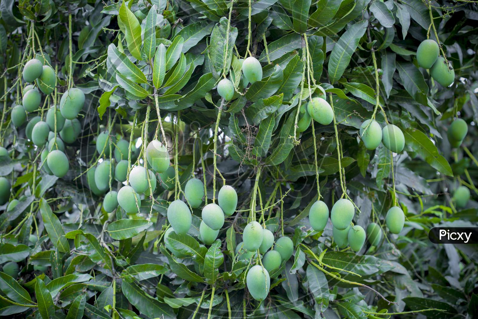 Some Mango Growing On Tree In Areas District Of Thakurgong, Bangladesh.