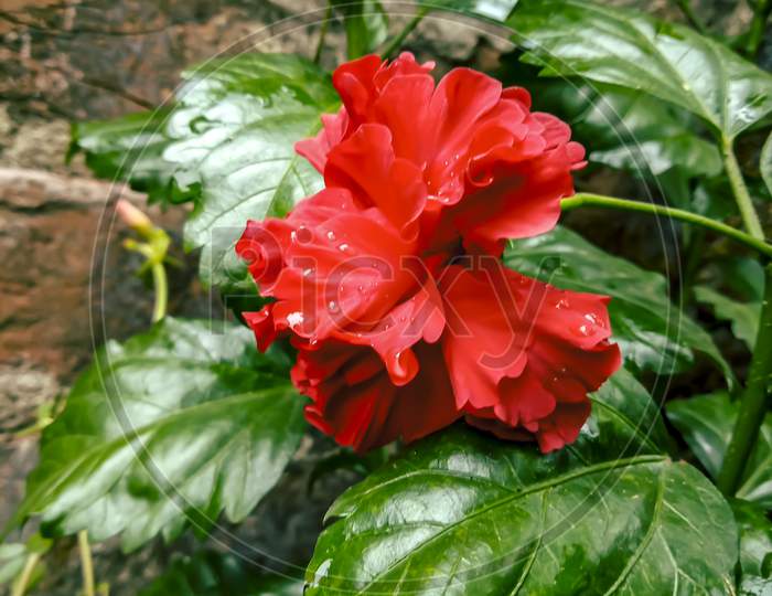 Poncho Joba Flower Homegrown West Bengal, A Variety Of Hibiscus