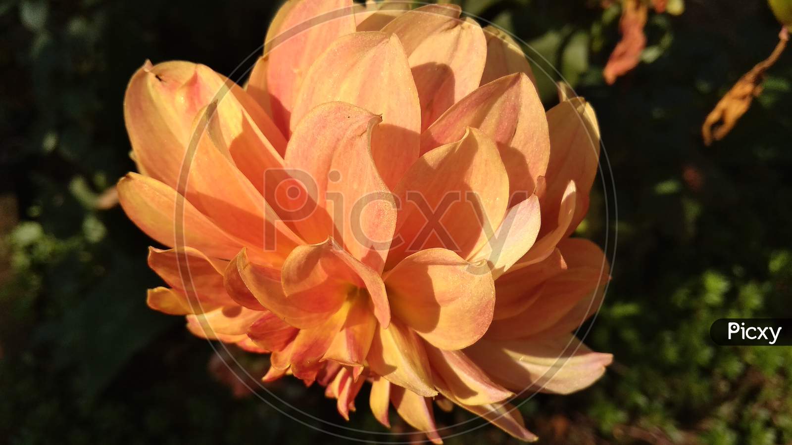 Beautifull Dahlia orange petal flowering plant