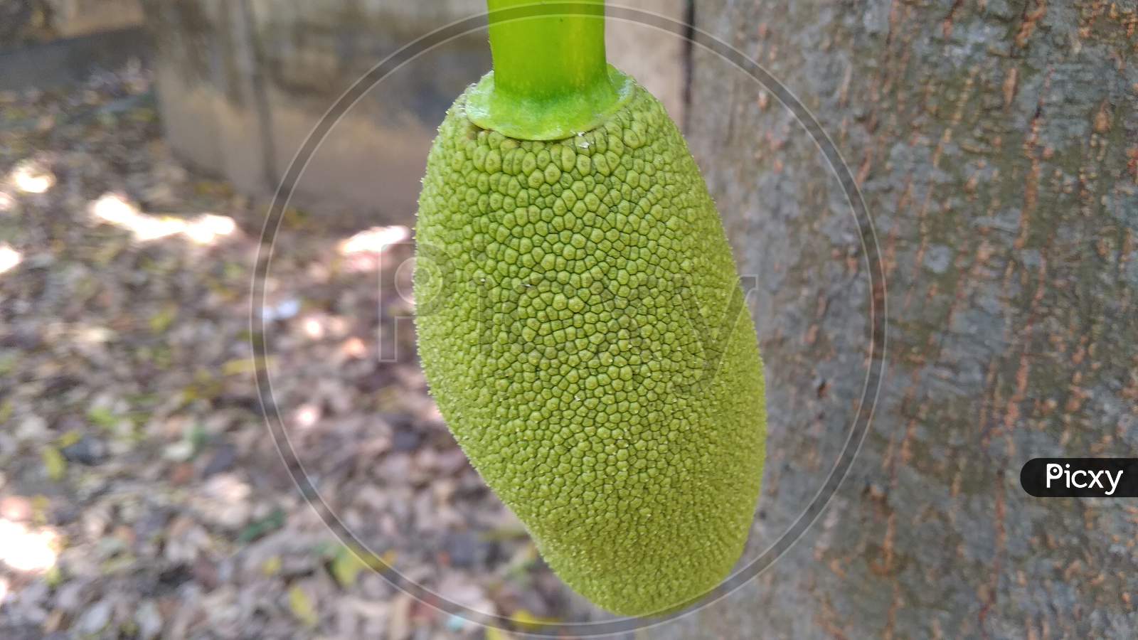 Green beautifull jackfruit in selective focus with blur background