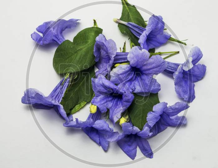 Violet horn flower