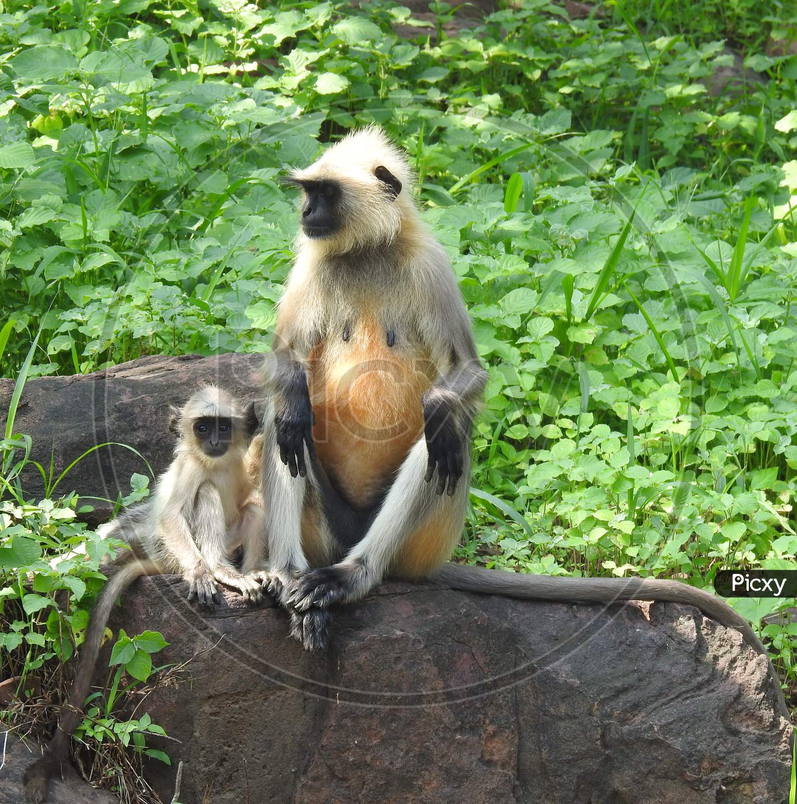 Langoor mother and with baby, sitting on the rock