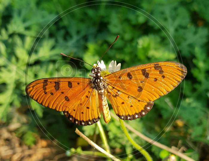 beautiful butterfly acraea terpsicore on green background