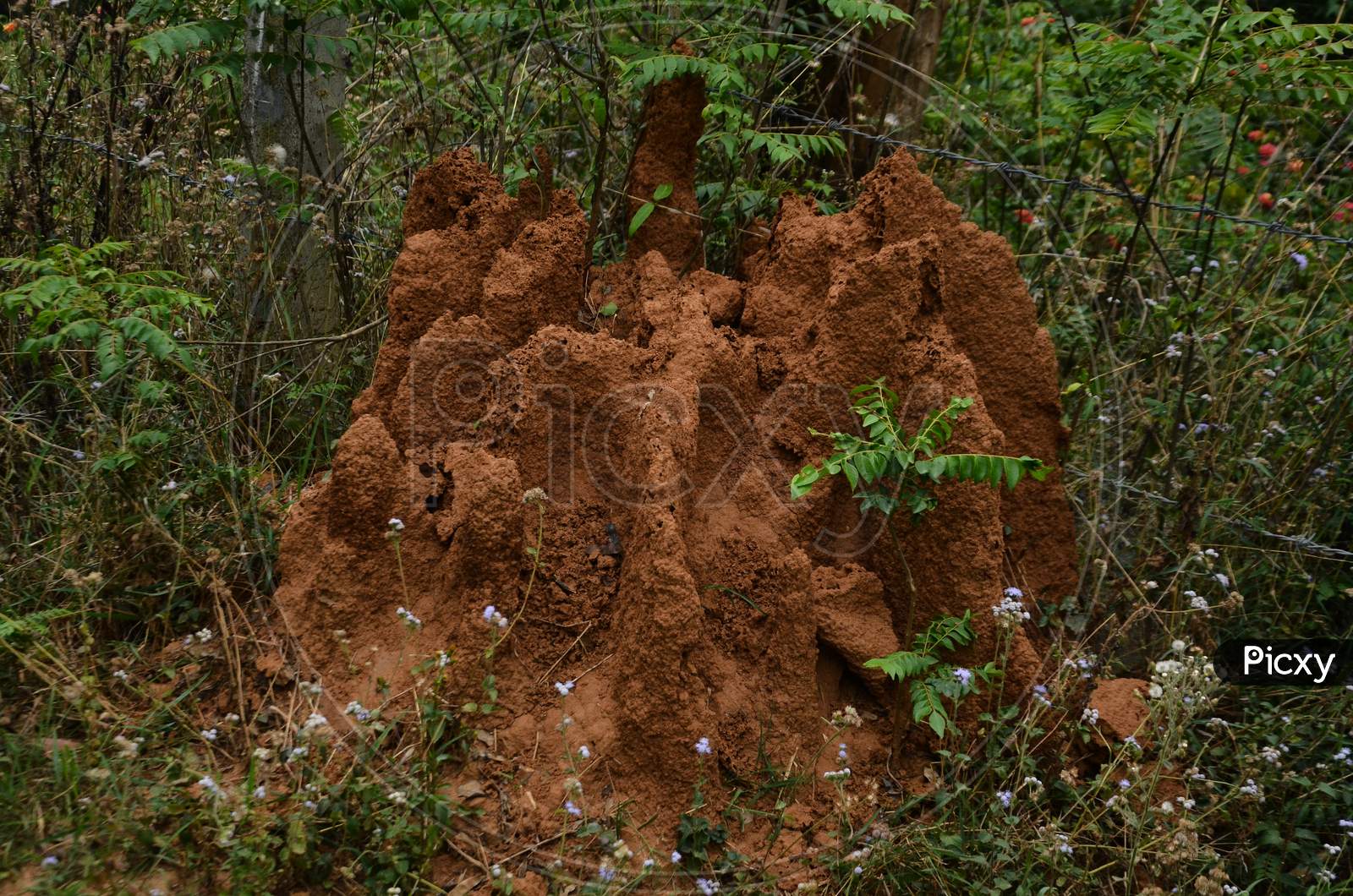 Termite house in natural location Himachal Pradas,India