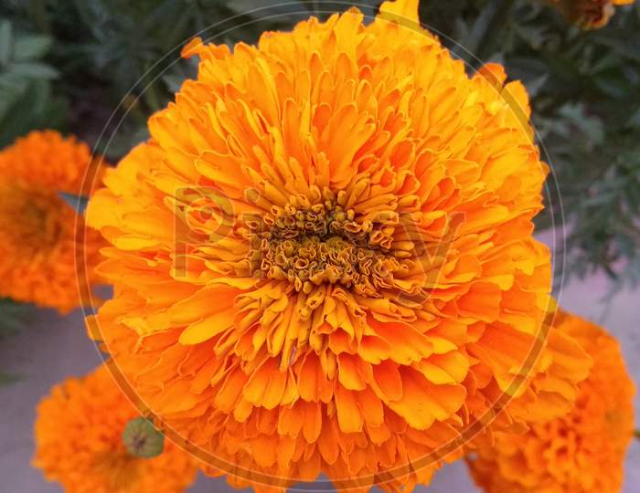 Orenge english marigold flower plant in selective focus