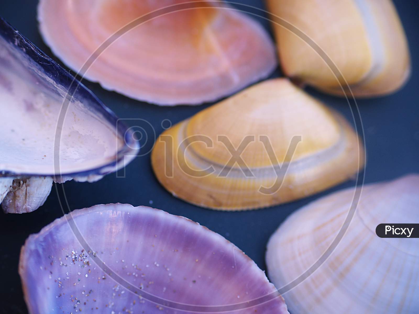 Closeup of colourful tiny sea shells on a table