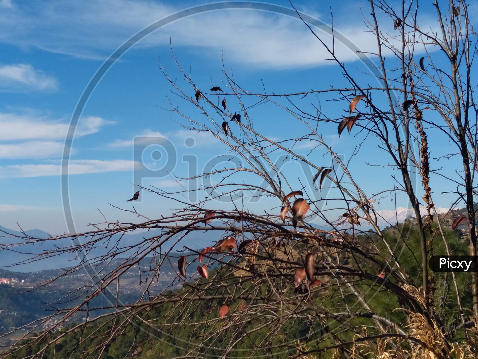 Capture of a beautiful pyrus pashia tree with lovely landscape in background in spring season in hilly area of Himachal pradesh, India