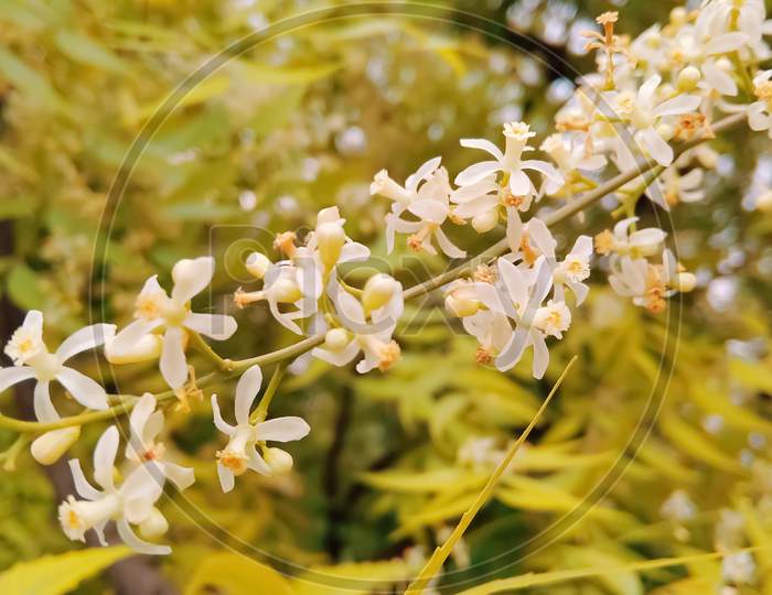 Flowers of neem Tree
