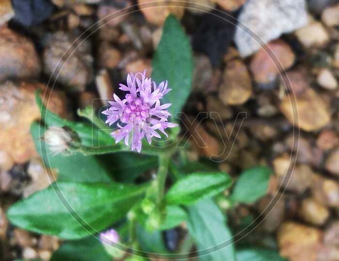 Tiny violet ironweed wildflower plant. selective focus with blur background