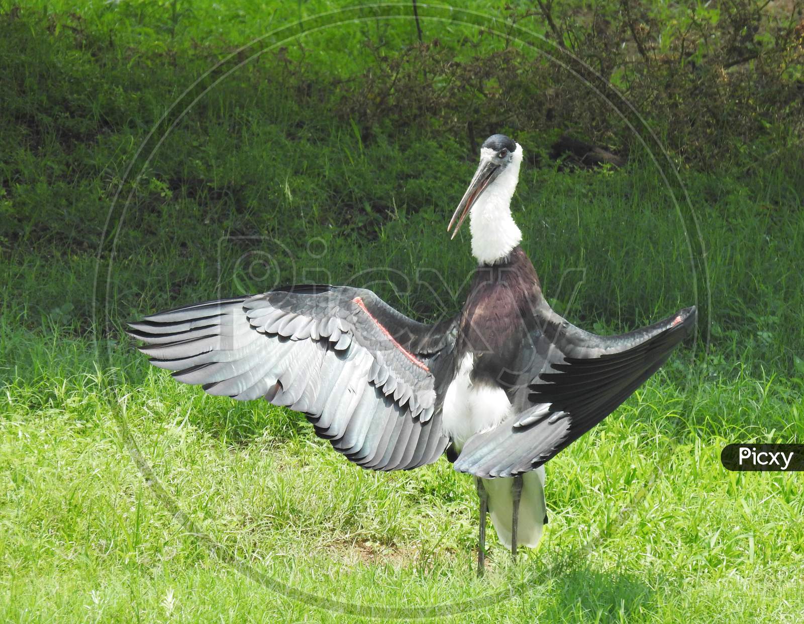 Water-Bird (Woolly-necked stork) spreading wings